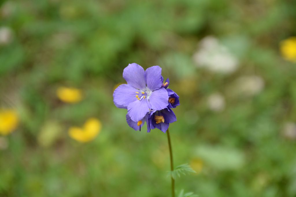Polemonium caeruleum / Polemonio ceruleo